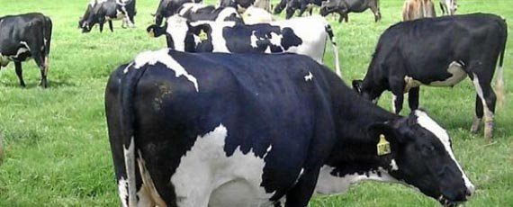 Ver imagen en Twitter