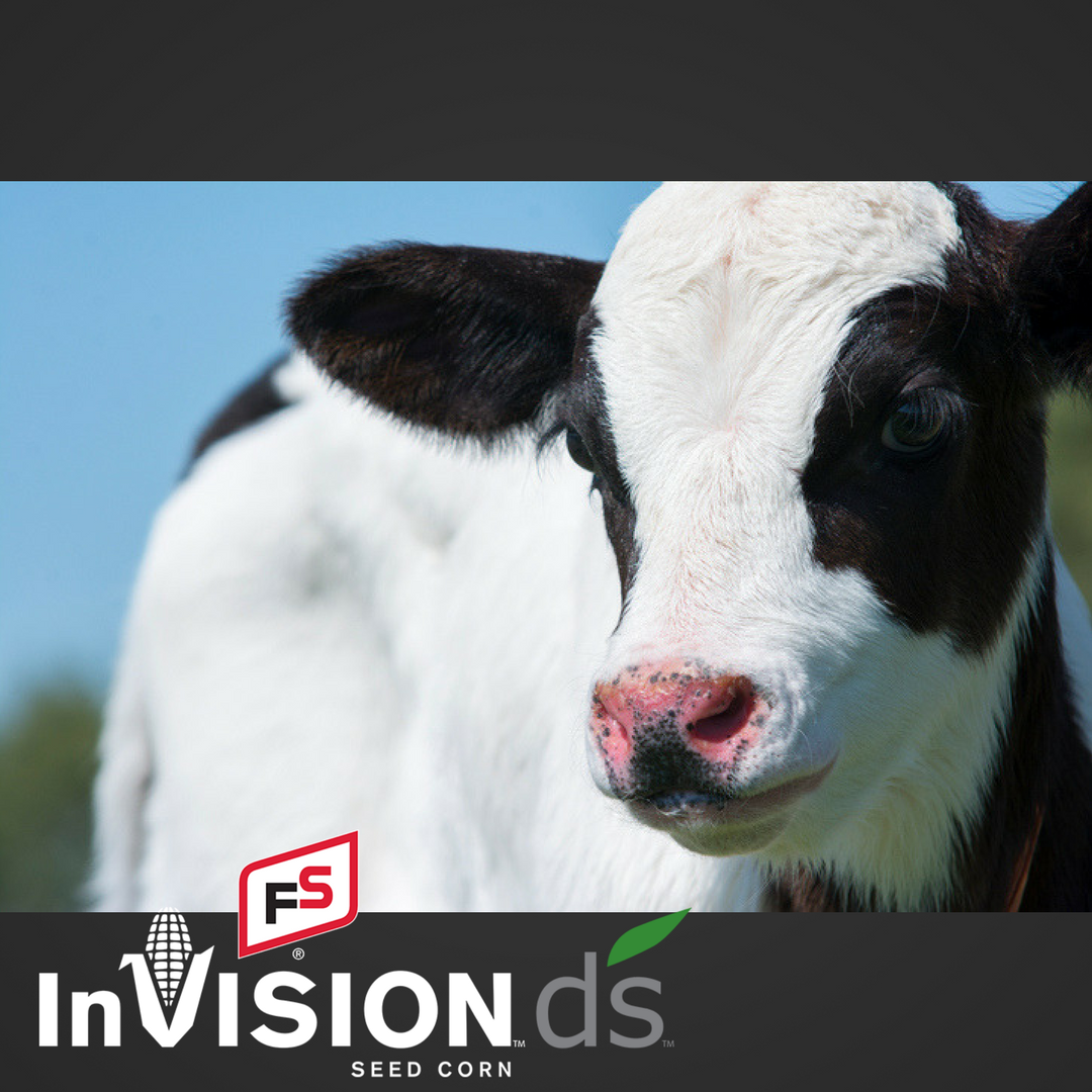 FSCooperatives's tweet photo. A dairy cow has to give birth to a calf every year in order to keep producing milk! #NationalDairyMonth #FSInVisionDAIRYSELECT https://t.co/a0UPWWGxgD