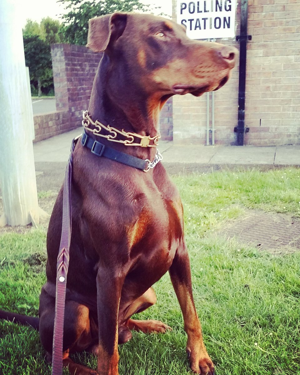 Peteryder's tweet photo. #dogsatpollingstations #dobermangeorge https://t.co/8JsEXaxJNa