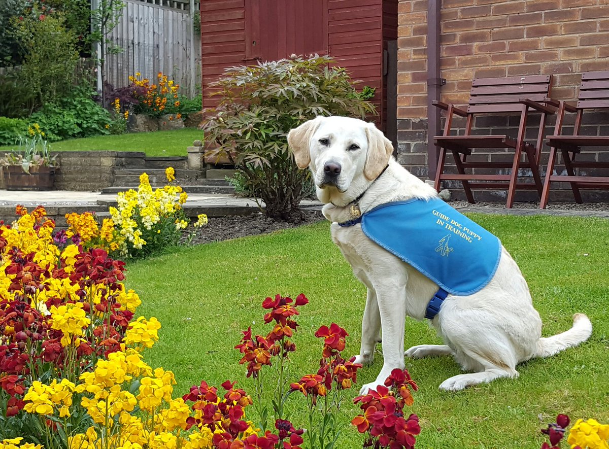 mathsbox1's tweet photo. @ASTsupportAAli #IAmGratefulFor the opportunity that running Mathsbox that has given me to become a Puppy Walker for Guide Dogs-a different kind of teaching https://t.co/N2HzlYPVi6