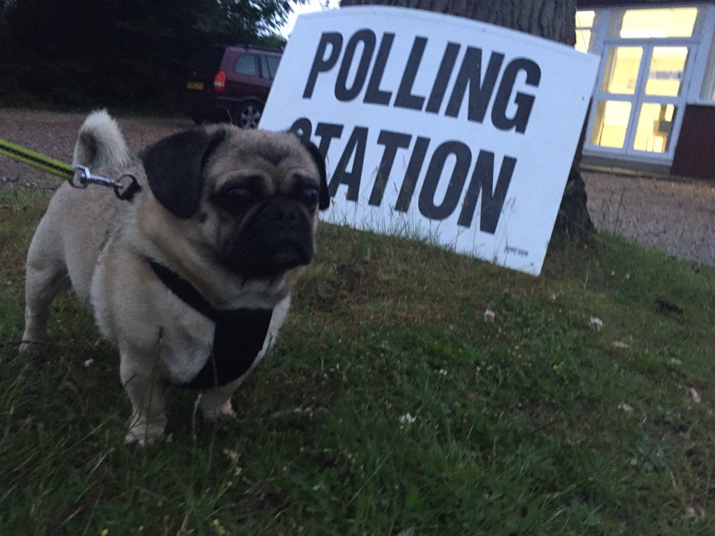 steve_murphy215's tweet photo. Frank just got to the pawing station. Better late than never #dogsatpollingstations @DogsTrust https://t.co/e4dC6QJ3iM