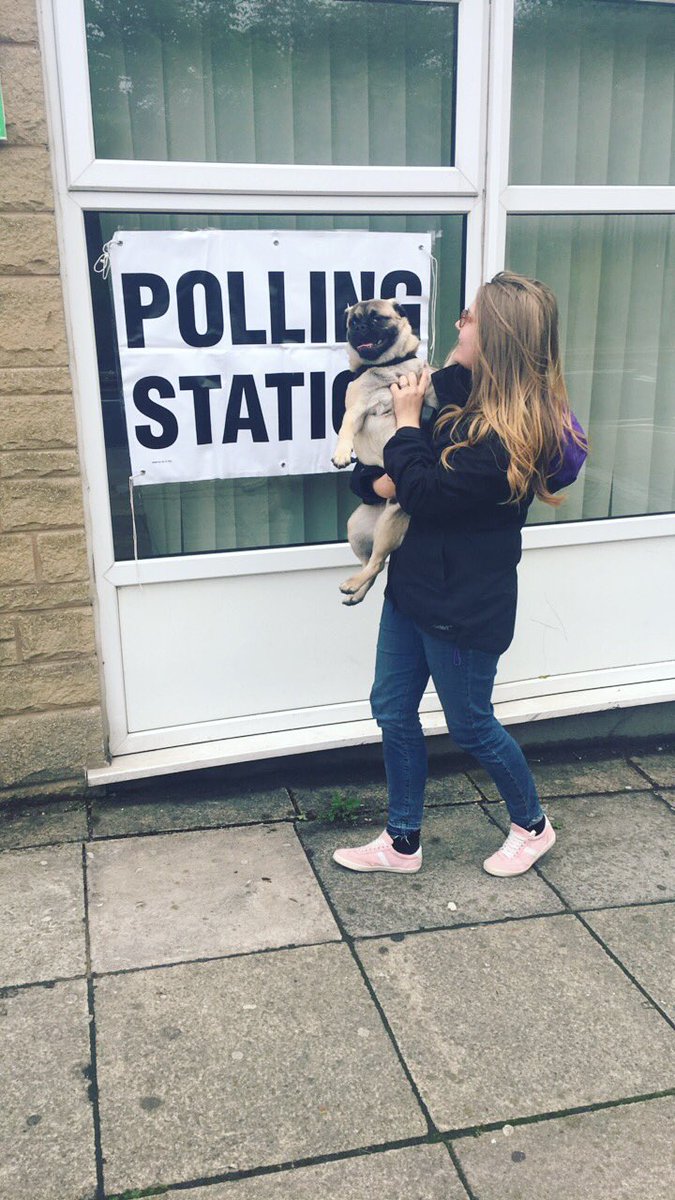 abzmick's tweet photo. Rodney loves a good polling station pic. Even if I have to pick him up cause he doesn't stay still long enough #dogsatpollingstations https://t.co/QYt3GV7BGT