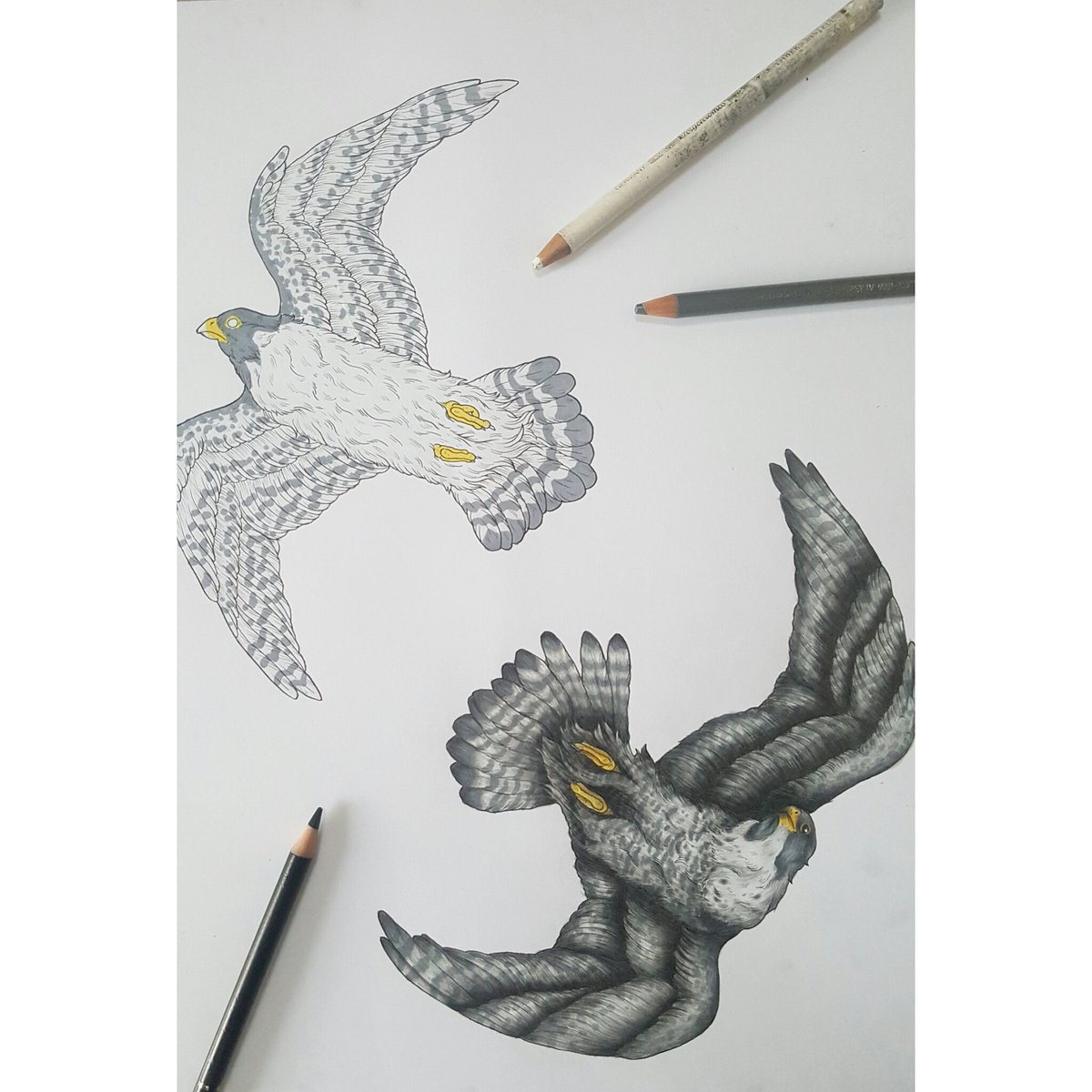 PearlOfThunder's tweet photo. Work in progress of this peregrine couple at Norwich Cathedral. Exclusive updates on my instagram account! 😁 #peregrinefalcon #illustration https://t.co/fJuhRifJ7s