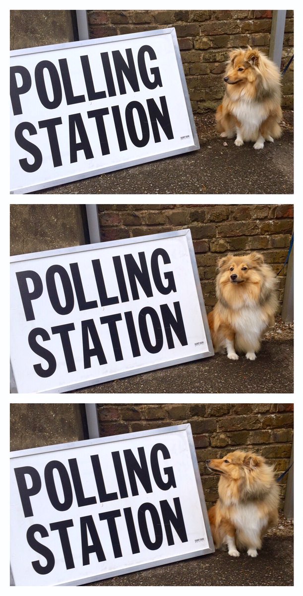 Layla_Harrison's tweet photo. Had to be done.
#posingandpolling #dogsatpollingstations #dogsinpollingstations #schubertthesheltie #Labour https://t.co/uNCRHB1EK5