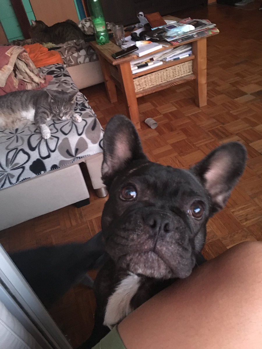 breethefrenchie's tweet image. Ice Cream? Can I have some! I love ice Cream 😳😳🤗💕 #frenchielife #frenchieproblems #frenchbulldog #bulldog #icecream #dog #cats #catsanddog