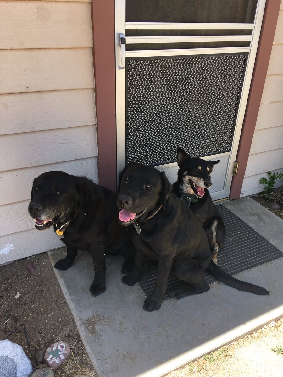 PutEmUpLabs's tweet photo. #Putemuplabradors https://t.co/OEXlhN5U45