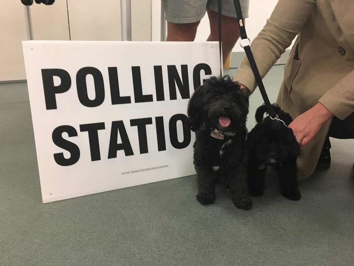 #dogsatpollingstations ...just two tiny shihpoos visiting a polling station! (1/2)