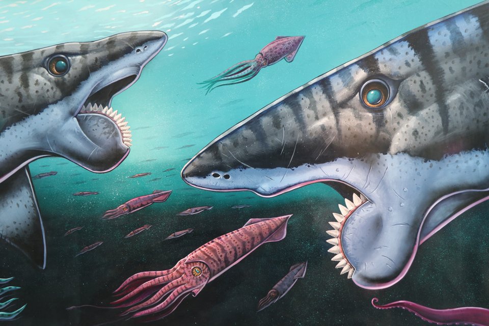 Paleontological Research Institution A Twitter Come See The Buzz Saw Sharks Of Long Ago Art Science And Humor About Helicoprion The Shark With The 360 Degree Spiral Of Teeth T Co 8dj0rsrqe3 Twitter