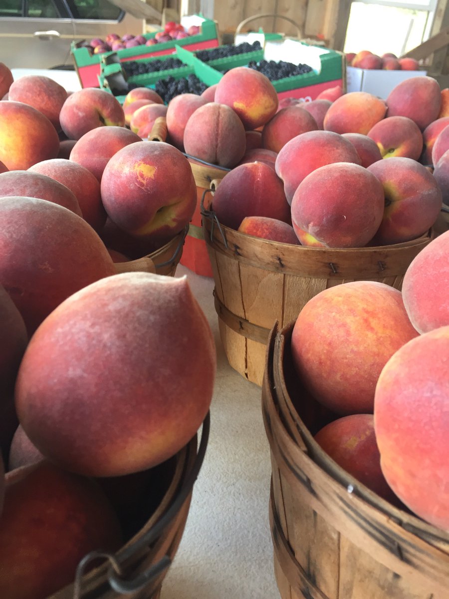 Studebaker_Farm's tweet photo. Just a reminder that we will be open Friday, June 9th and again on Sunday, June 11th with peaches and blackberries. https://t.co/ZcUxAcEa1b