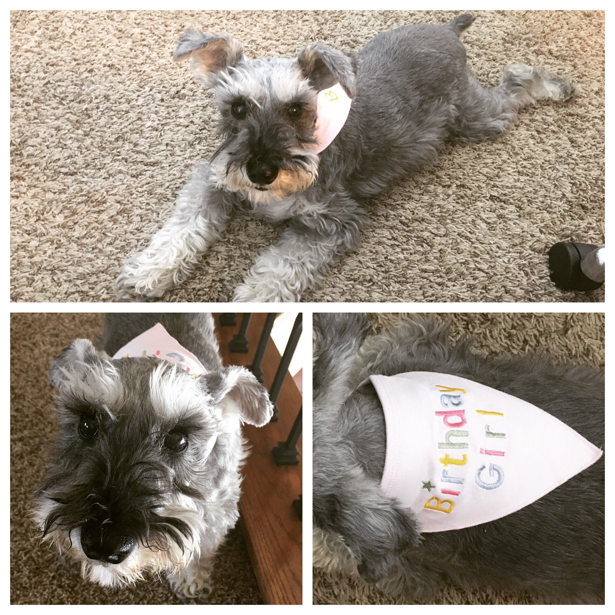 PrincessReecie's tweet photo. Today is my 13th #birthday &amp; Mom put this stupid bandana on me. Wheres my cake? Mom said it hasnt delivered yet. They better hurry! #spoiled https://t.co/DHeuX5b0Rc