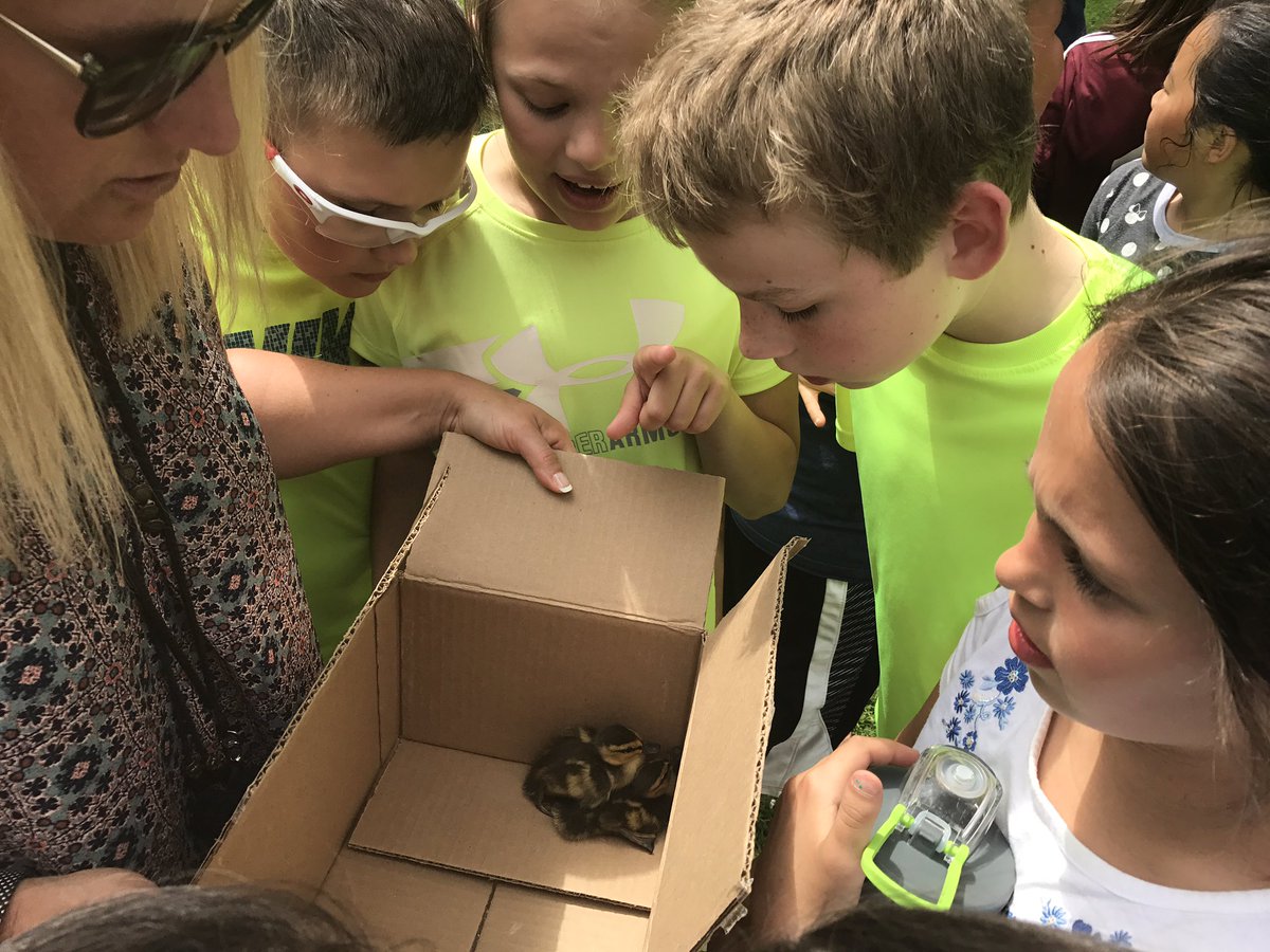 k_farvour's tweet photo. More from our 4th grade #BFStatesmen picnic at Rotary Park!  (Plus we set the rest of the courtyard ducklings free!) #almostfifthgraders https://t.co/GEmjZV8AeM