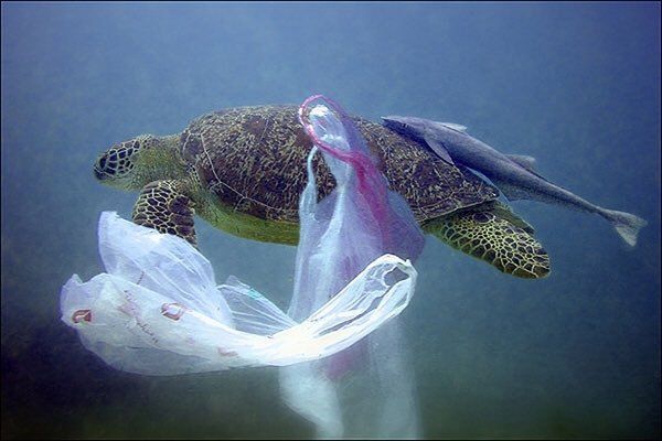 Ecogranjero's tweet photo. A este ritmo en 2050 habrá en los mares más plástico que peces
Conciencia y cambio #DiaMundialdelosOceanos #diadelosoceanos https://t.co/wI3DlyTiha