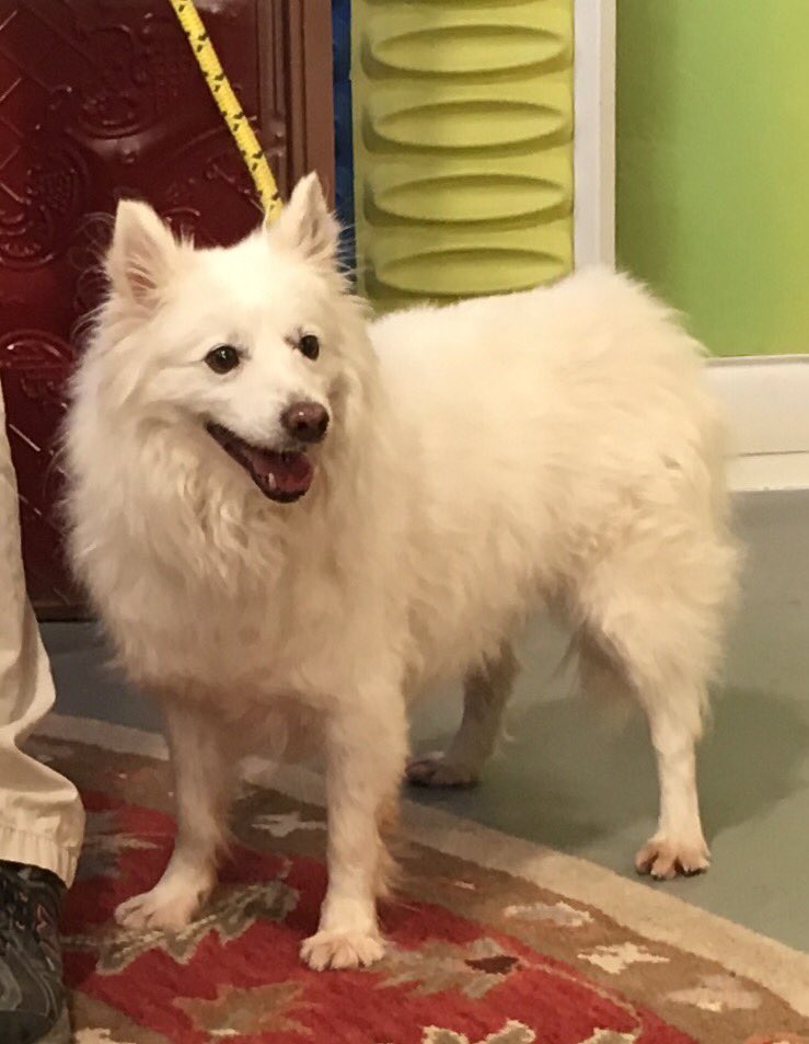 SandyFriends_AZ's tweet photo. Snowball is looking for his #furever home. @YavapaiHumane https://t.co/ehixPL7sLA