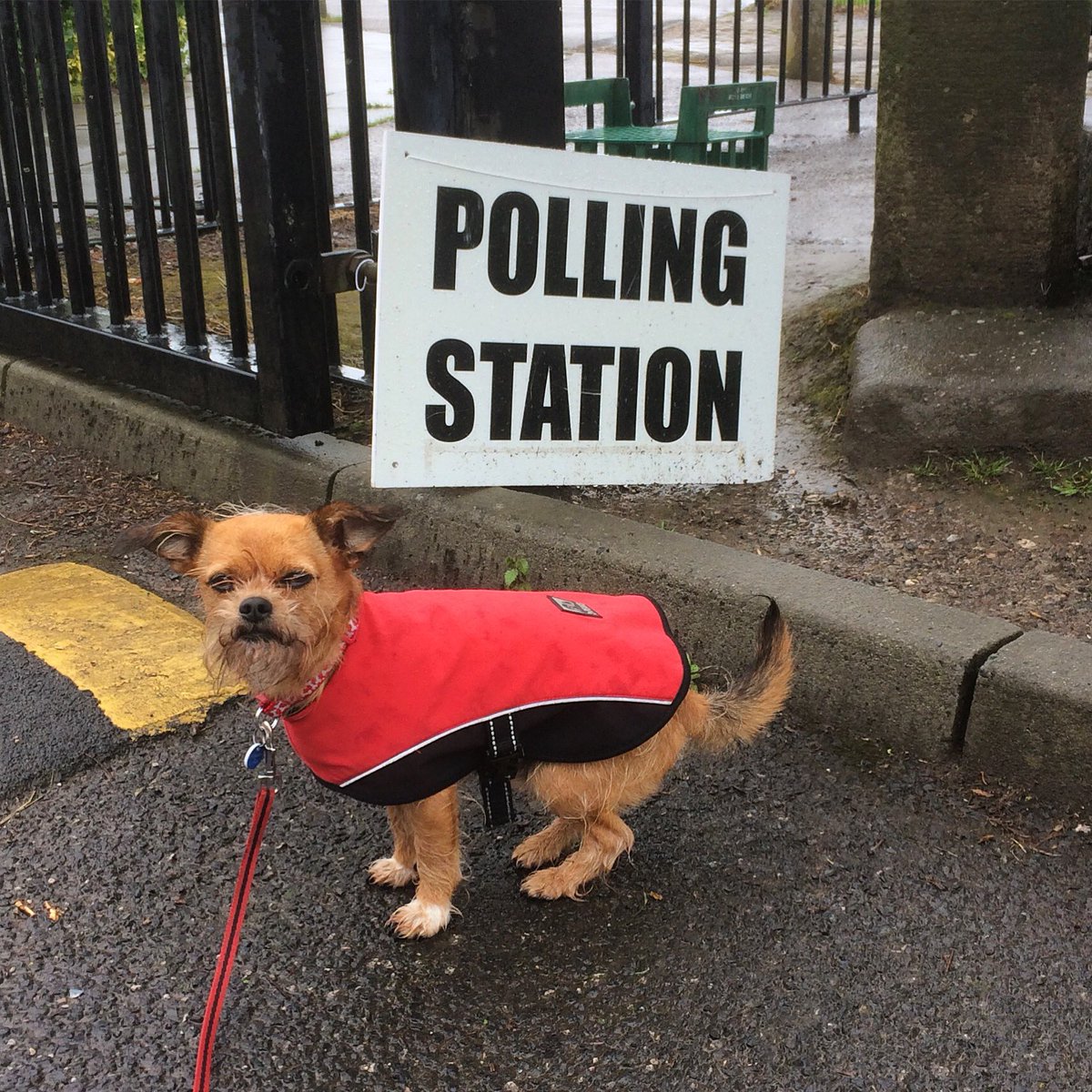 Larry wants to have his say too!#dogsatpollingstations #UKElection2017