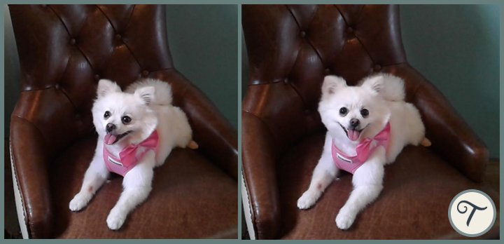 TailsatSeaham's tweet photo. Frankie the #Pomeranian came for her 1st visit at #Tails 🐶 She was so friendly and had to say hello to everyone that came in 😂 #Seaham #dogs https://t.co/29Zlhuv02N