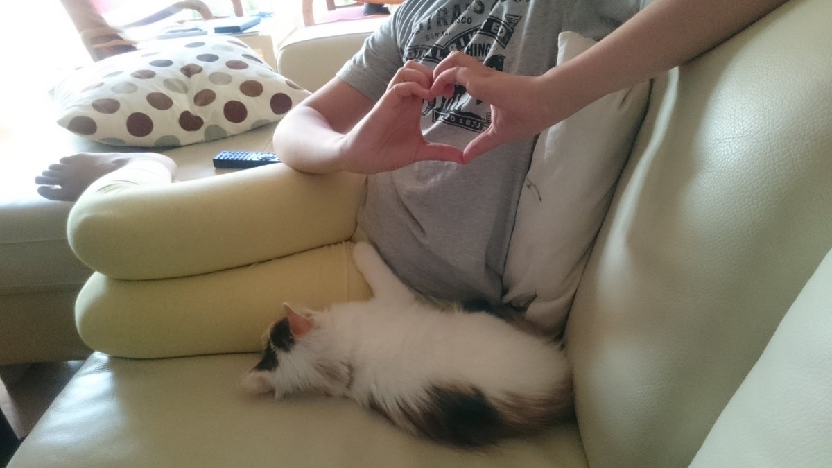 Излишно е да го казвам, но от понеделник всичко се върти около котката....