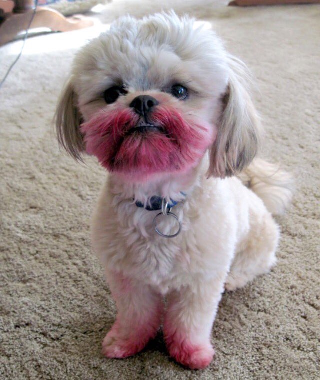 aboutmydogg's tweet photo. I get to spend the weekend w/my best friend and we're going to paint the town red ...or pink🐾
#WeekendDog https://t.co/mPPn5xMMov