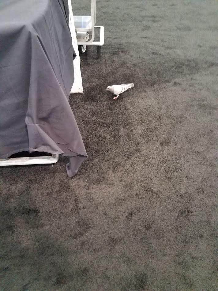 TschoppSupplyCo's tweet photo. Found a hungry cleaner @TheCleanShow #CleanShow2017 https://t.co/FQJSk6iJUt