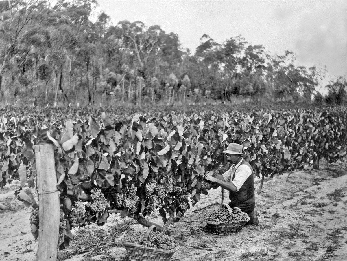 TheDiviningRod's tweet photo. W/out farm workers there would be no grapes, & w/out grapes, no #wine. Thank a farm worker today! #FarmWorkersDay #TheDiviningRod https://t.co/pI8Rtm50GU
