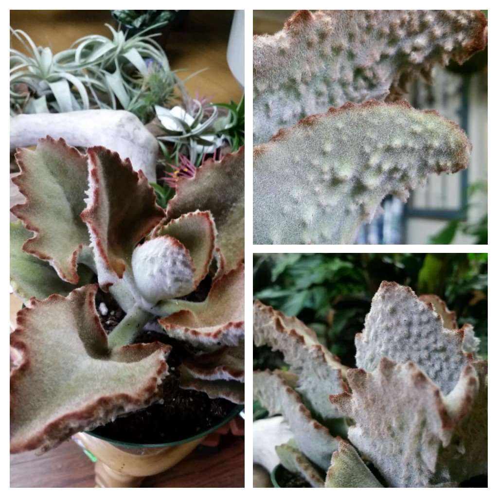 Rainy days are perfect for shopping for #houseplants - like this Kalanchoe! 😊 

Stop in today to meet this unique plant!
#urbanearthnursery