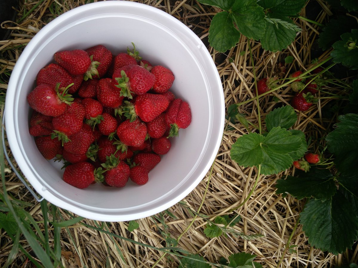 CWJackson4's tweet photo. Strawberry picking with AMRE at Maurer Farm. Yum! @ashesi_odip @ghanawaterwoman @tmsglobl @kajsaha https://t.co/1GeoTbBAVU