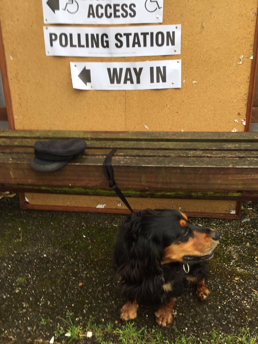 #dogsatpollingstations