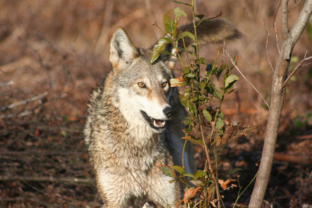 Debate continues on the origin of North American wolves bit.ly/2sjjG8e
