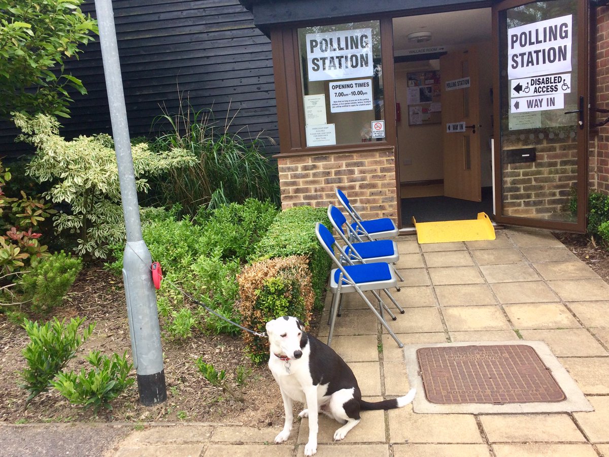 Harry getting a bit bored with the whole business ... #dogsatpollingstations #dogsinpollingstations