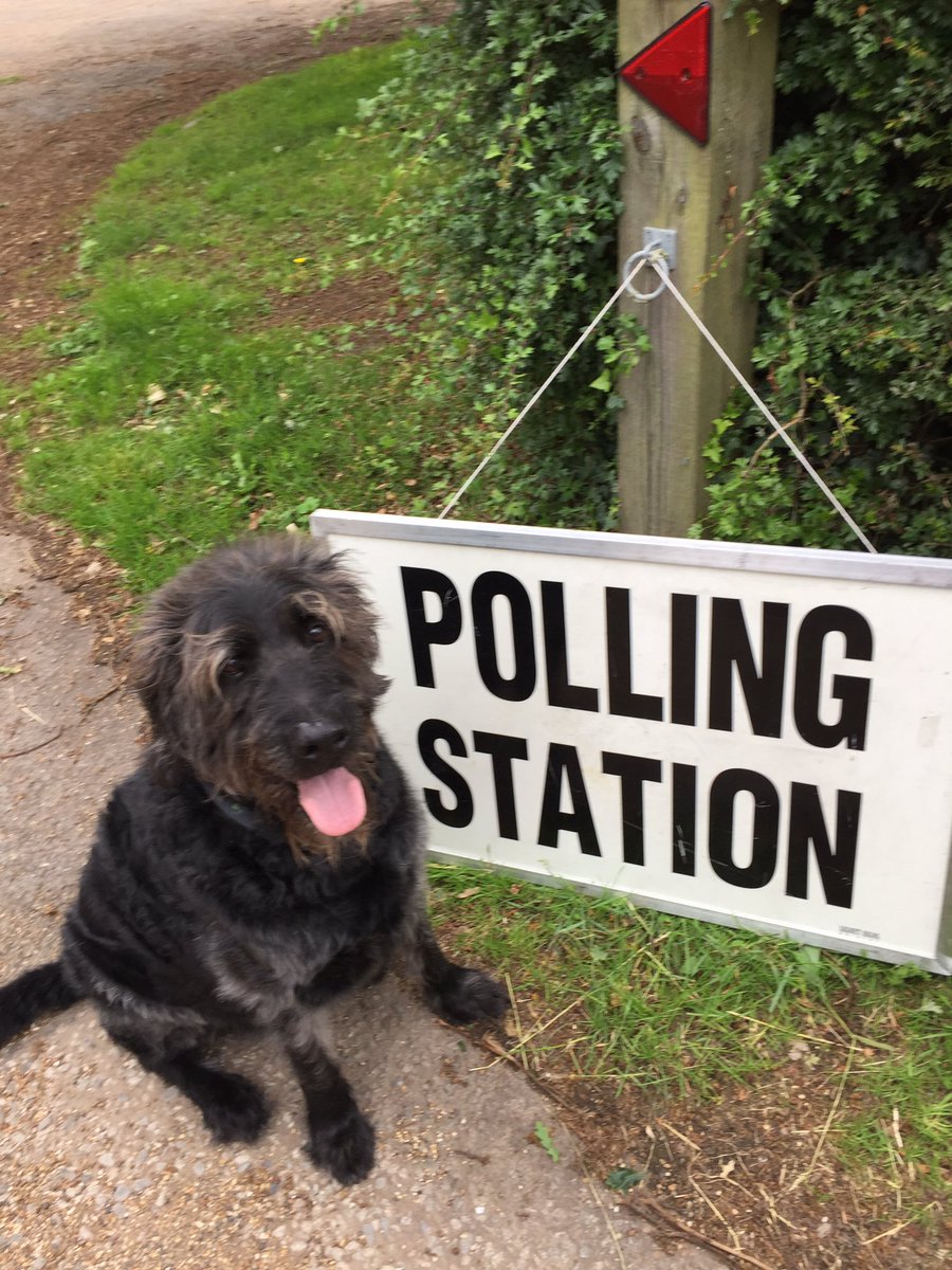 42Double's tweet photo. #voted Larger sofa & pushed my luck for more treats ๐พ๐๐ป #pollingdogs https://t.co/CXK4XG7vrH