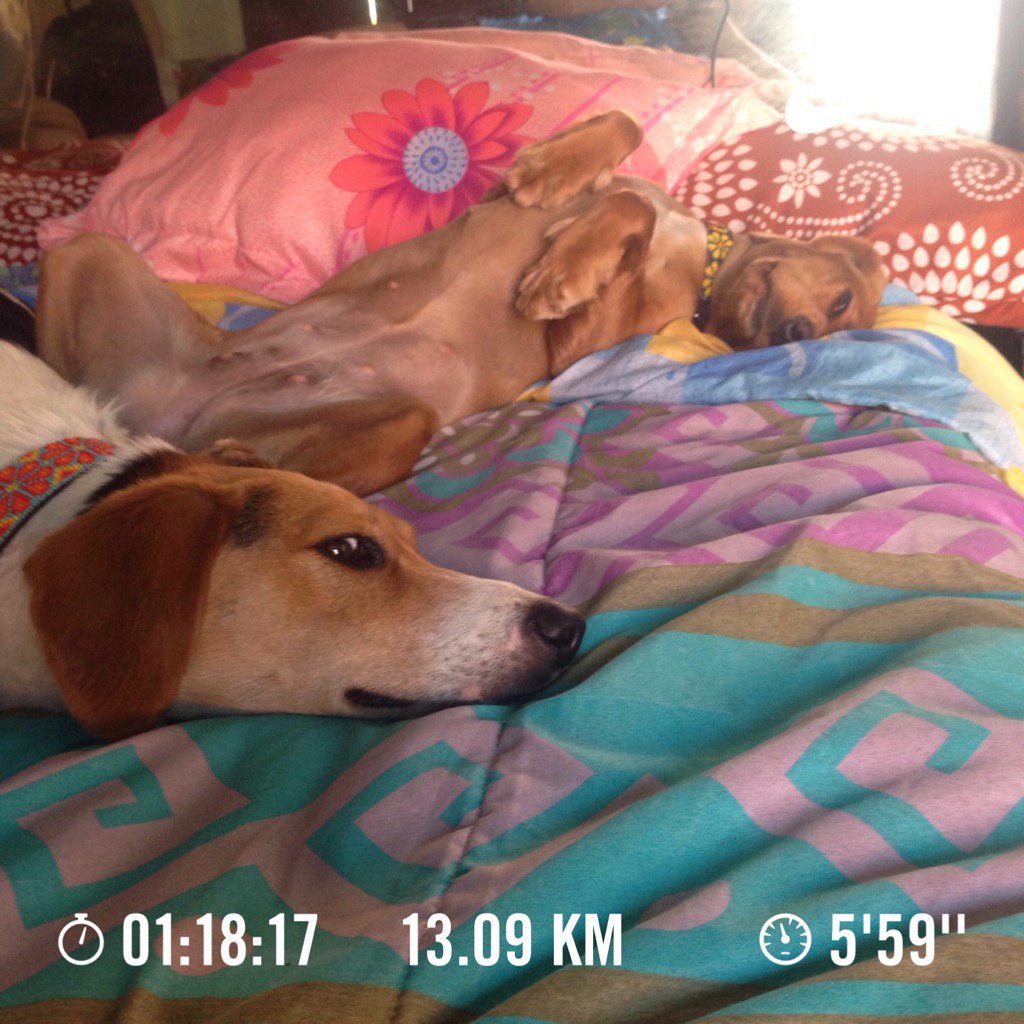 tkk_fsol's tweet photo. #Nike #nikerunningclub #nikerun #nikeplus #nikedogs #run #running #corre #fit #fitness #Aguascalientes #Mexico https://t.co/nNeNXjKczW