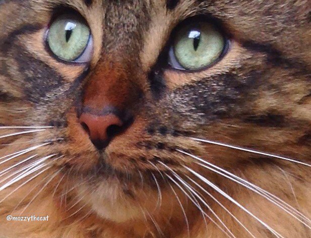 Happy Thursday everyawdy❤️ #MozzyTheCat #CatsOfTwitter