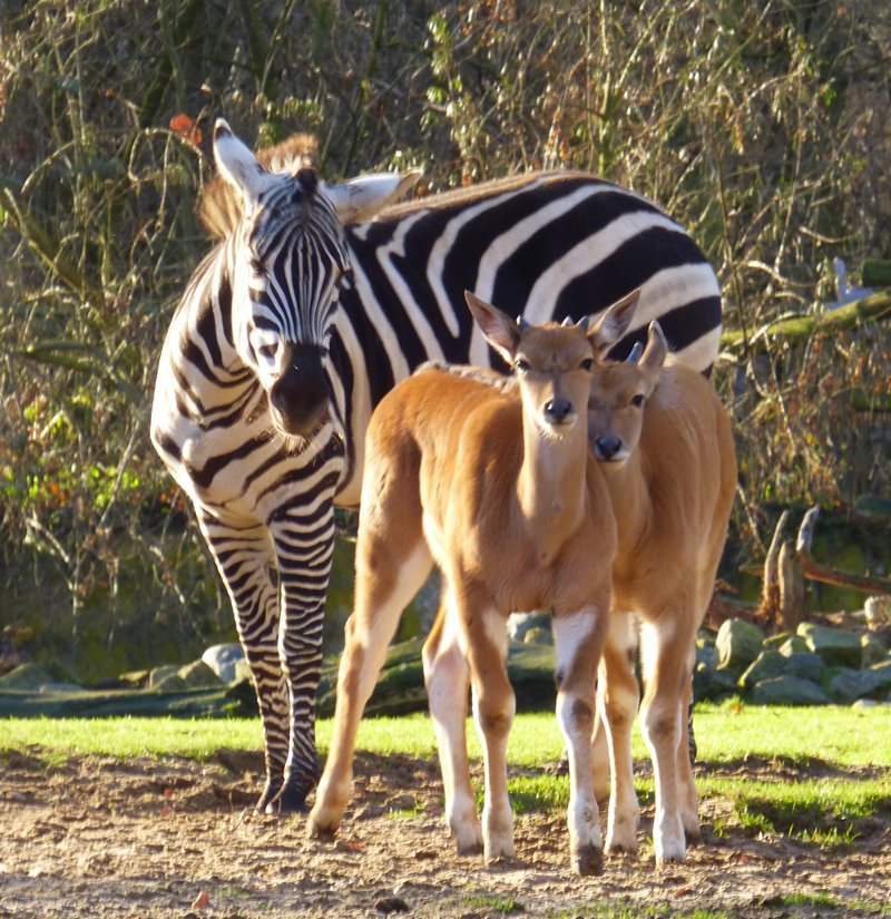 Theres146's tweet photo. #Fotos #TierparkCottbus https://t.co/JeatWtQggZ