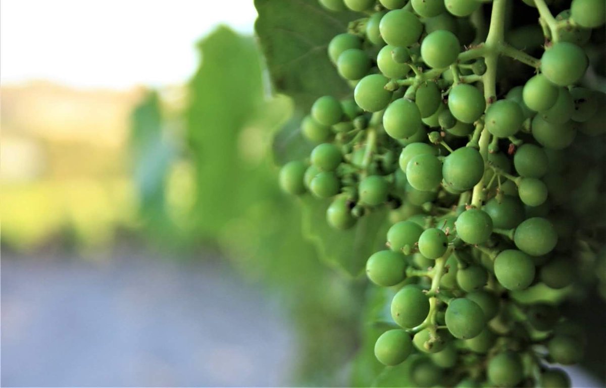 campobello_wine's tweet photo. L'anima del nostro #nerodavola è già qui. #allegagione a #cristodicampobello.
The soul of our Nero d'Avola is already here. #fruitsetting https://t.co/JEbRkZw6Vb