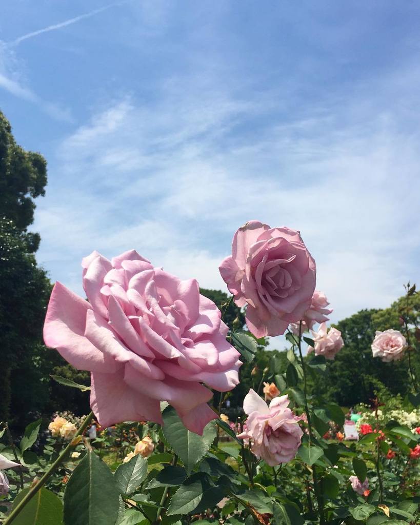 Ayane Yupa 17 05 21 マダム ヴィオレ 薔薇 バラ バラ園 Rose Garden 福岡市植物園 福岡 福岡市 植物園 Flower マダムヴィオレ Madameviolet T Co Z7vgzslanq T Co Hjmmhrobu1 Twitter