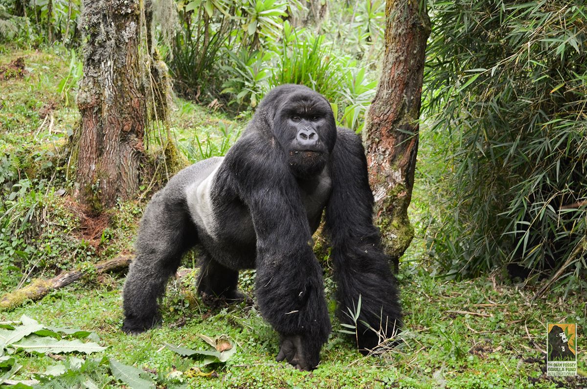 SavingGorillas's tweet image. Father's Day is fast approaching and we have the perfect gift for the silverback in your family, a gorilla adoption! dfgfi.org/2sjznfH