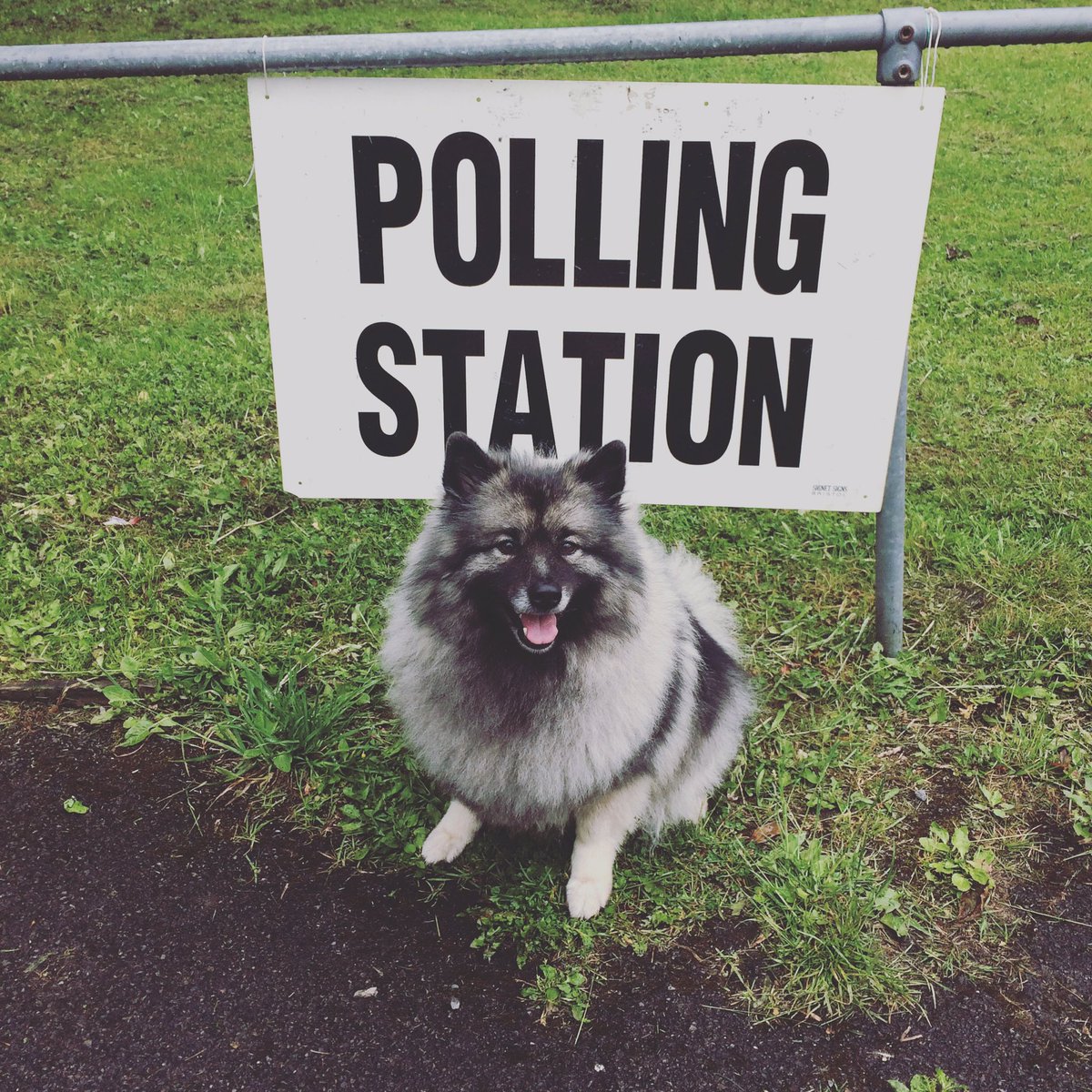 MillySell's tweet photo. Ayla supporting the democratic process #dogsatpollingstations https://t.co/NVnGZCVy5L