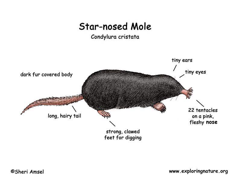 Star Nosed Mole Nosedmolestar Twitter
