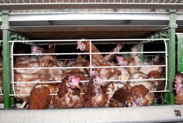 ticketrollmx's tweet image. Basta ya de tener a las gallinas enjauladas toda su vida. ¡@DIA_Esp, pon fin a las jaulas! MaltratoAnimal.es/DIA #StopJaulasDIA