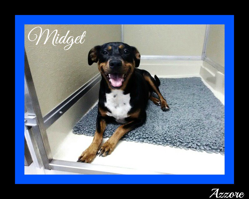 Azzore's tweet photo. Now in the OR: Midget, a 1 year old, 61 pound Mix for a Femoral Head Ostectomy (FHO). We'll keep you posted! https://t.co/gWiMqDO3sn