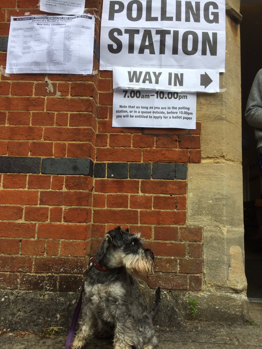 TobyMilner66's tweet image. Daisy in #molevalley #DogsAtPollingStations