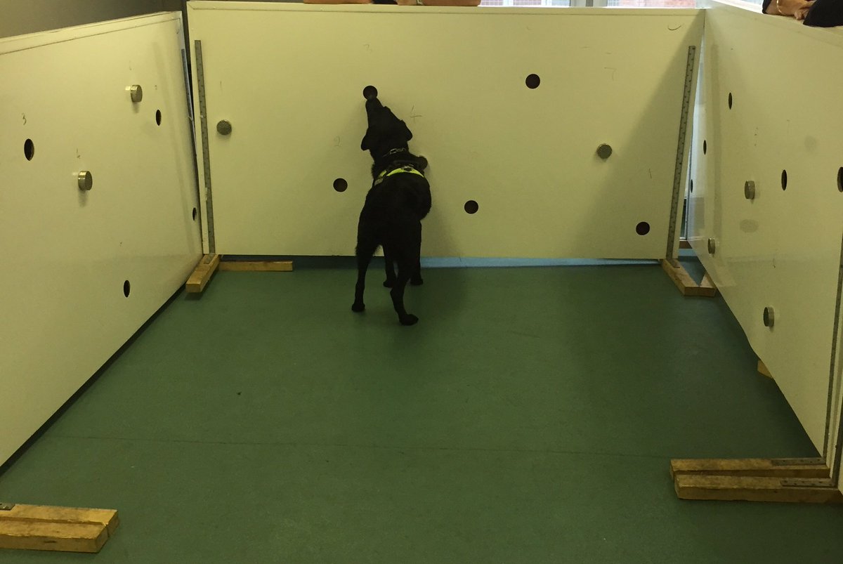 NIPolicingBoard's tweet photo. @NIPolicingBoard members meet PDs Max,Vinny& Kato @PoliceServiceNI Dog Training Unit. So smart & a key part of the PSNI Team #PSNIdogs https://t.co/zjtR9tLZQU