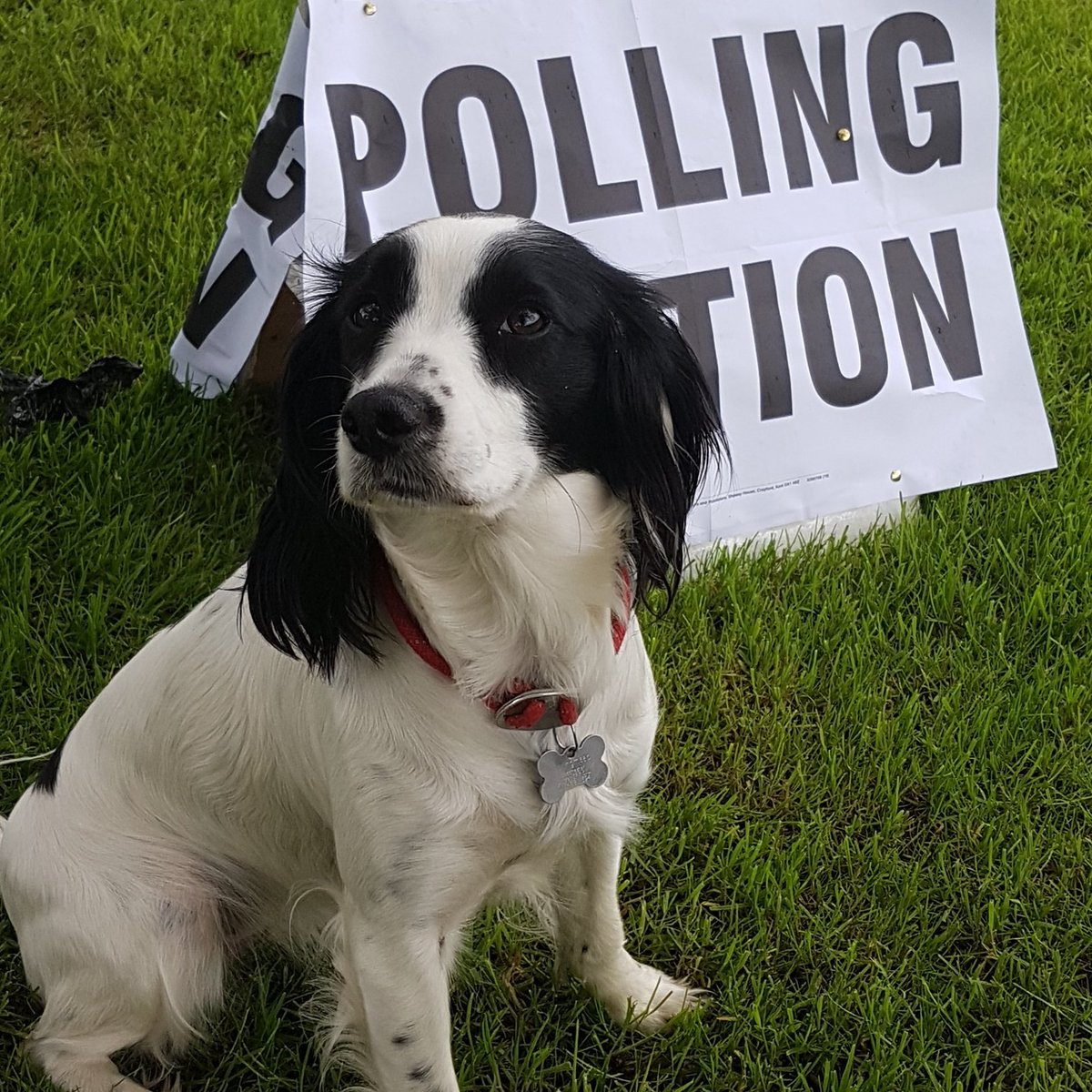 MuddyPawsUK's tweet photo. #dogsinpollingstations  Vote Holly!! https://t.co/SgCTOZqyTi
