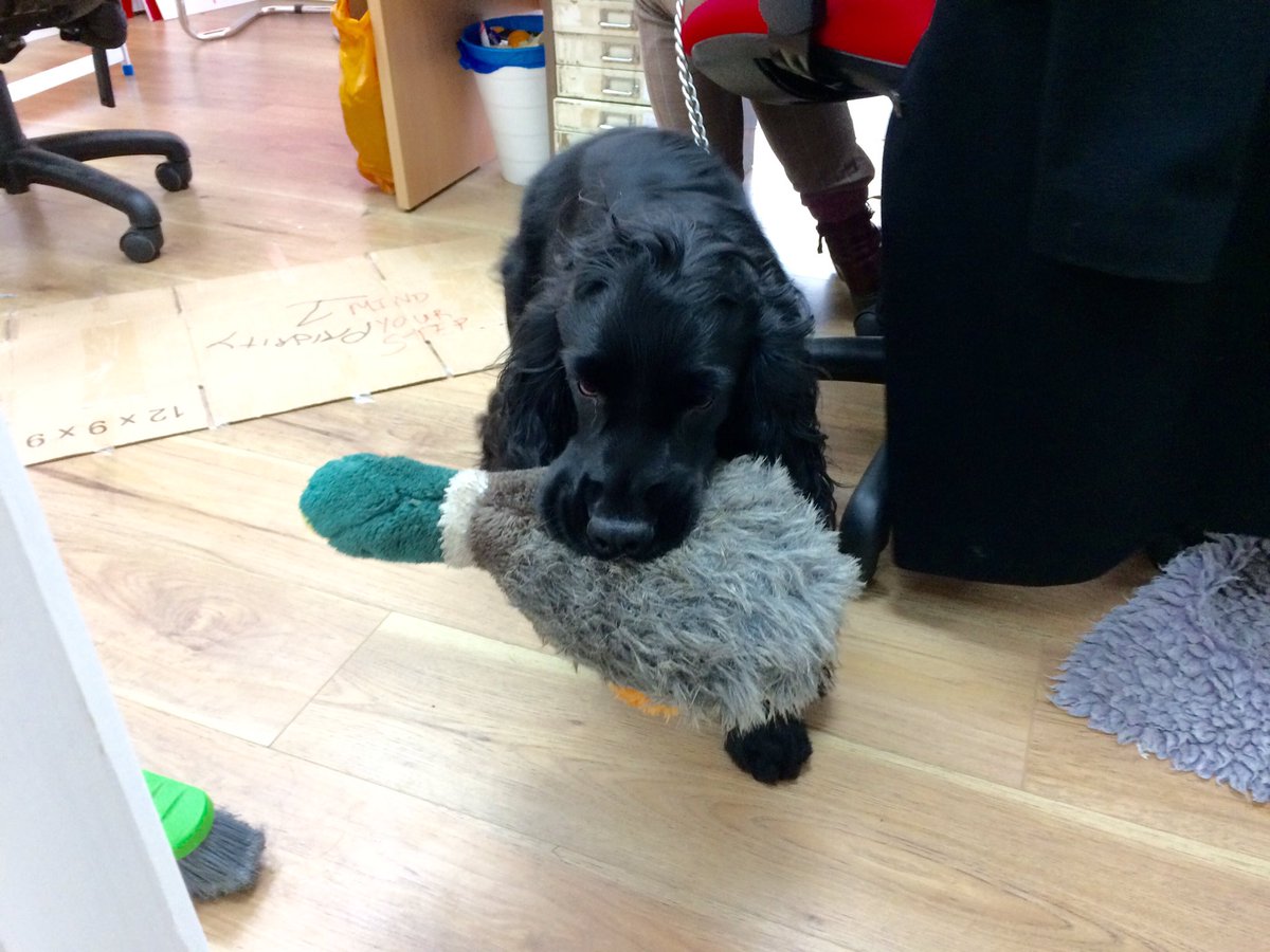 Puppy with a toy duck in its mouth, in our campaign centre