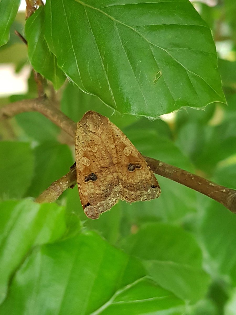 lfcfrymod1's tweet photo. @Britnatureguide @DorsetWildlife #whatifoundatwork in a wood pile down south https://t.co/kqEuLfak3S