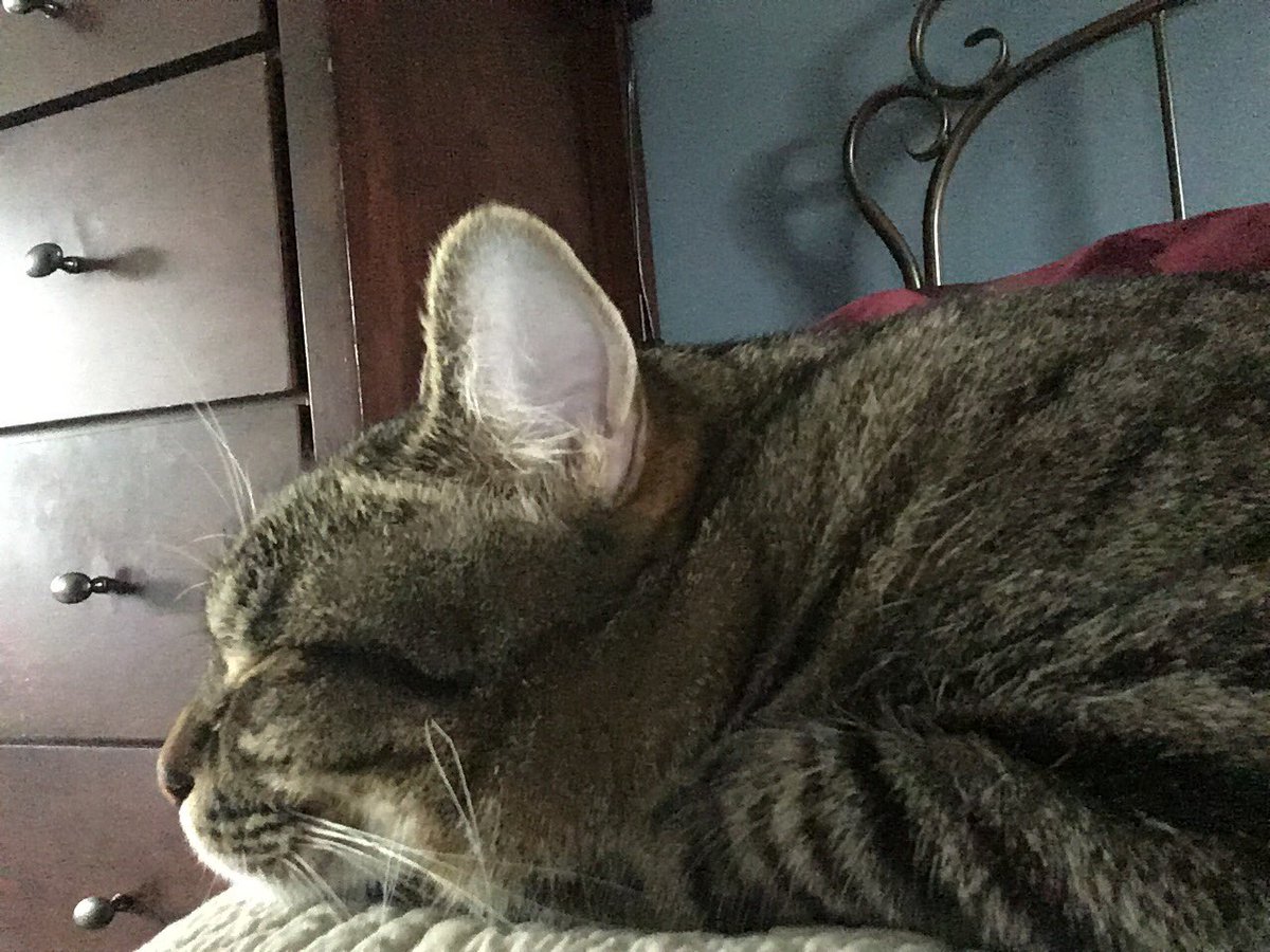 DenverTheCat67's tweet photo. Tubbs is very tired https://t.co/zGyANPANy1