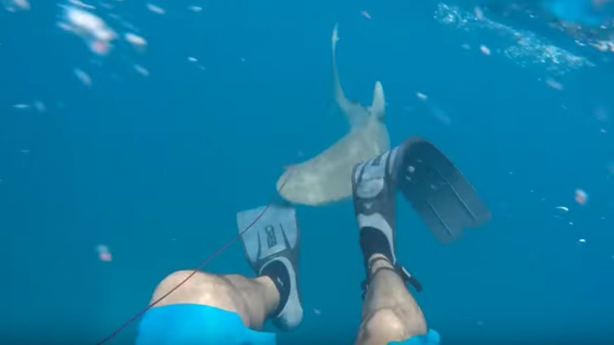 WATCH VIDEO Man bitten by shark off Florida Keys bit.ly/2rFynkU https://t.co/I0LvP1YUQJ