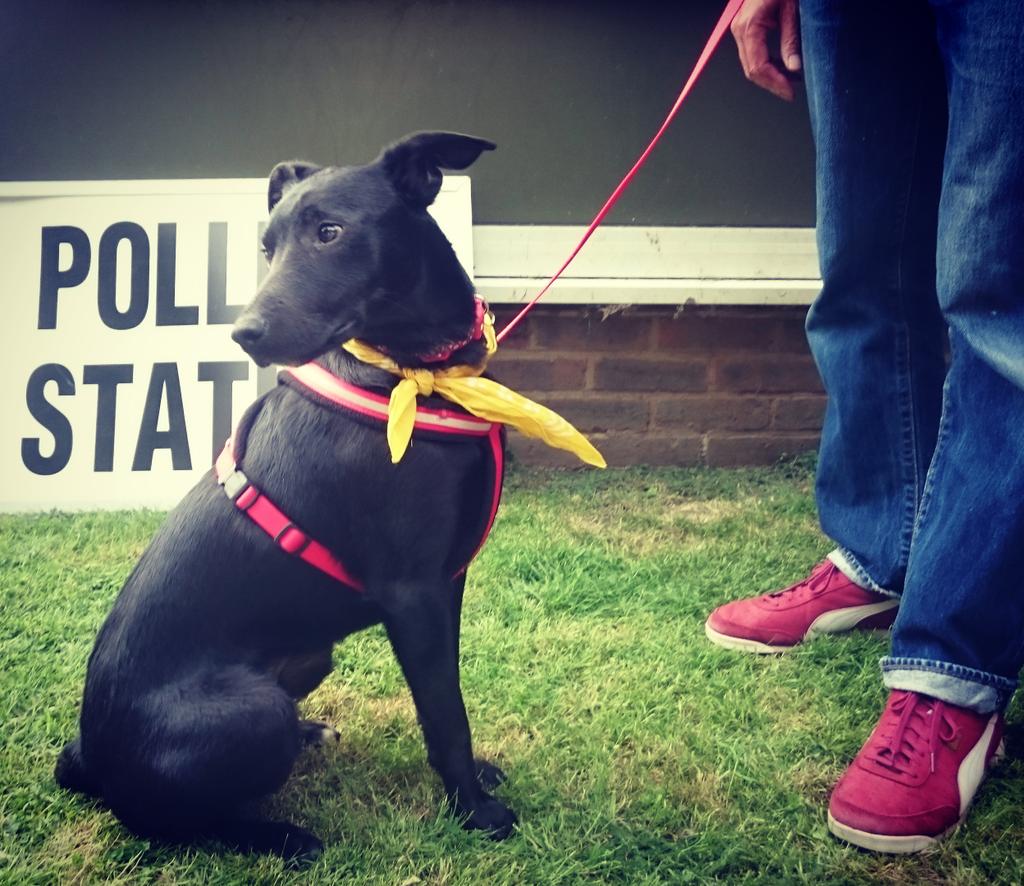 #dogsatpollingstations #radio4 #GeneralElection17