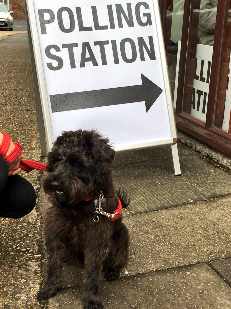 suesmurphy22's tweet photo. Django enjoyed helping us to vote #dogsatpollingstations https://t.co/0tDndy38FG