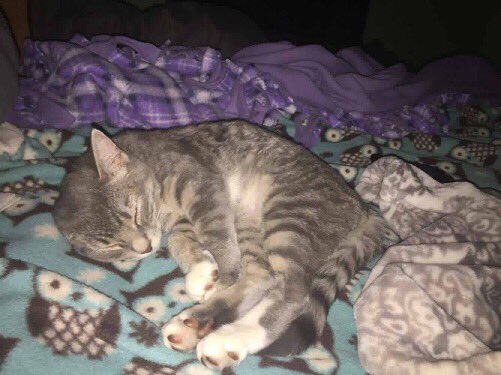 Tinkerbell and her sister Summer will be going to their FOURTH adoption event next weekend 💔