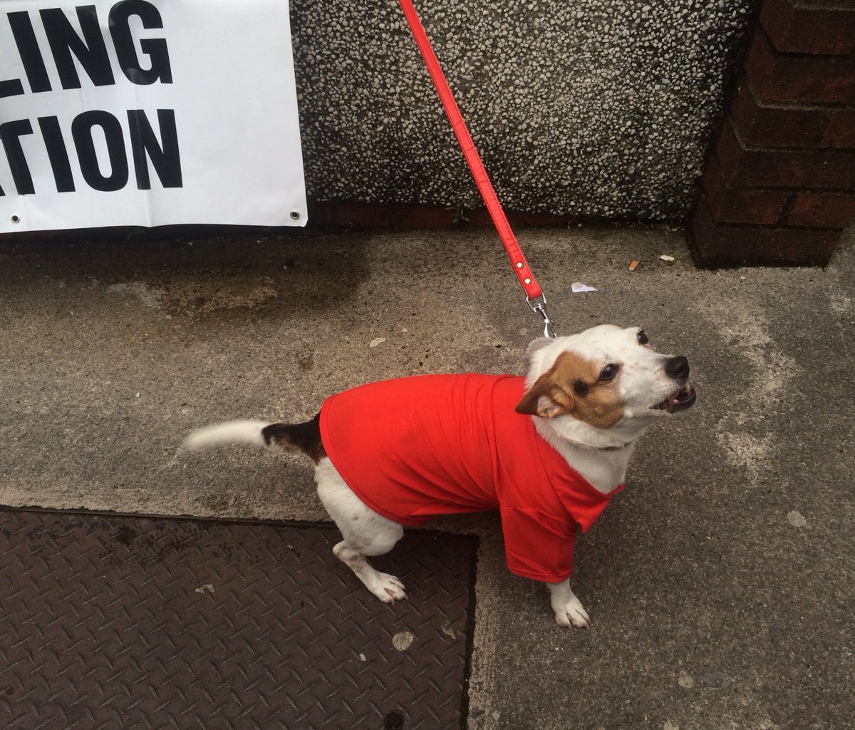 Lily James "Barking for Labour" at our local polling station in Neath.#dogsinpollingstations